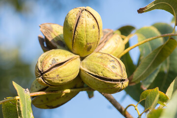 Ripe pecan nuts (Carya illinoinensis) on the tree, with husks open, ready for harvest