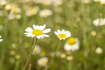 Chamomile flowers field close up. Selective focus