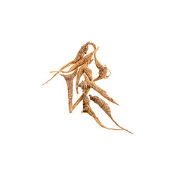 Ginseng or Dried Ginseng on a background new.