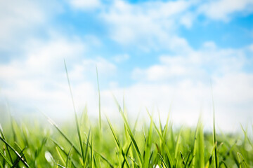 Green grass and blue sky on sunny day, closeup