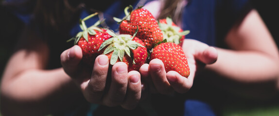 Erdbeere in der Hand halten - Panorama Erdbeeren
