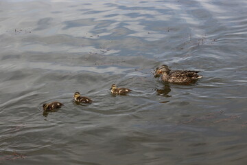 
Wild duck with ducklings swim on the lake in spring