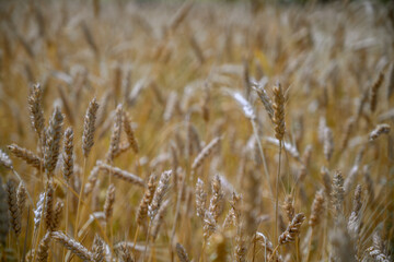 golden wheat field