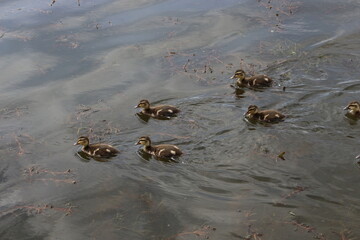 
Little ducklings swim on the lake in spring