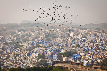 Birds flying above Jodhpur blue city, photo is made from Mehrangarh Fort viewpoint, Rajasthan, India