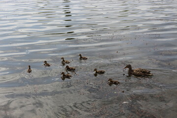 
Wild duck with ducklings swim on the lake in spring