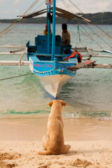 Boat on the beach at sunset and dog at El Nido, Palawan, Philippines