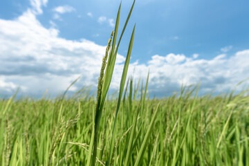 Wheat field and blue sky