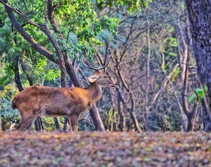 Wild Deer in forests of India