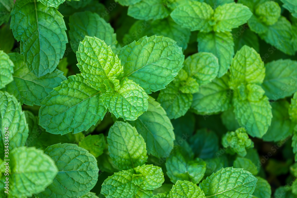 Wall mural mint leaves in the garden