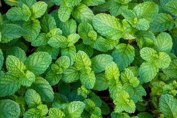 mint leaves background