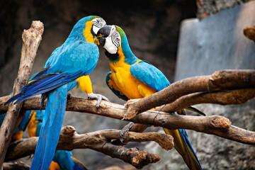 Macaw parrots in the Chiang Mai Zoo, Thailand