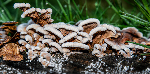 Close up of white and brown saprophytic mushrooms on a tree stump.