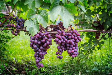 Bunches of  purple grapes on the vine in the garden. Fresh ripe juicy grapes close up, harvest time