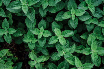 Fototapeta na wymiar green leaves background