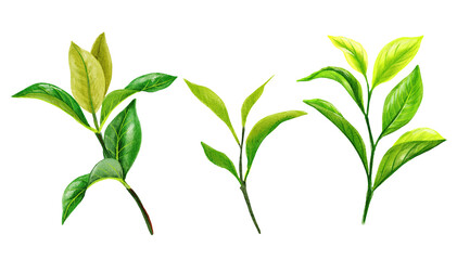 Fototapeta na wymiar Green tea branches and leaves, Hand drawn watercolor