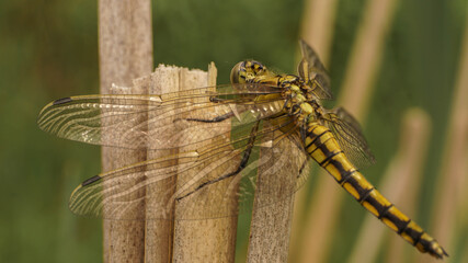 large yellow dragonfly on the reeds, summer