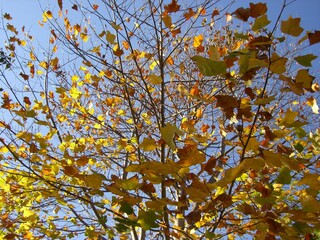 autumn leaves against blue sky