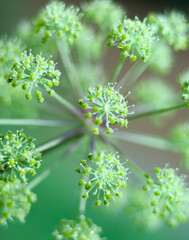 Angelica plan. Close-up