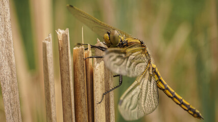 large yellow dragonfly on the reeds, summer