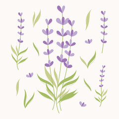 Fototapeta na wymiar Lavender elments set. Herbs illustration