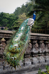 Obraz premium A peacock Standing on balcony railings with green trees in background, portrait orientation.