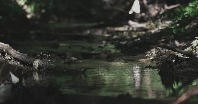 Little river and its immediate surroundings.