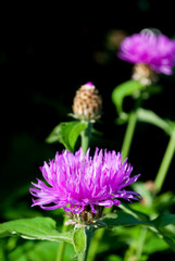 Cornflower flowers in grass macro photo detail