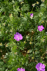 bloody geranium purple blooming on the meadow lit by summer sun