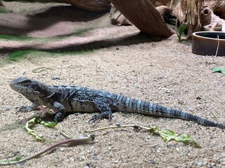 lizard