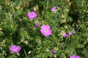 close-up of bloody crane's-bill or geranium sanguineum in bloom