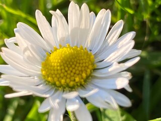 daisy