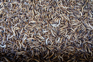 Mealworms at bird market for feedind birds. Tenebrio Molitor. Animalia Arthopoda Insecta.