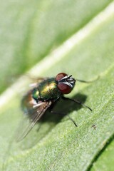 Green bottle fly resting on a green leaf. Macro.