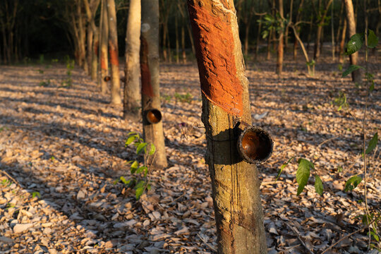 Rubber trees plantation. During waiting for rubber tapping on the next day.