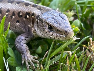 lizard on a rock