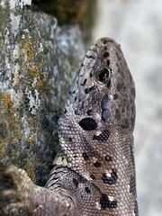 lizard on a tree