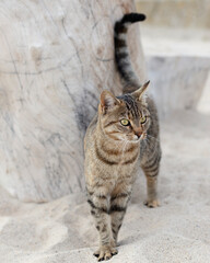 Obraz premium Cute funny cat is sitting on the beach against the sea and the horizon.