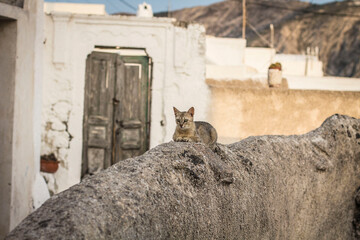 Cute brown cat on the stone fence at old town Pyrgos, Santorini, Greece