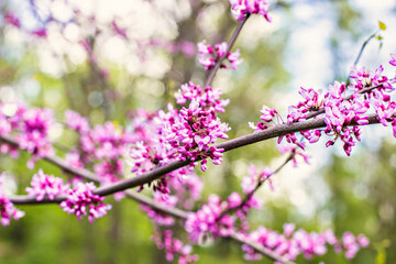 Beautiful pink apple blossom. Apple tree in bloom, apple tree branch. Springtime blossom.