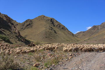 Sheep go along the mountain road. Kazakhstan