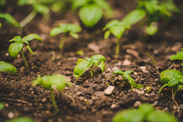 young basil plants 