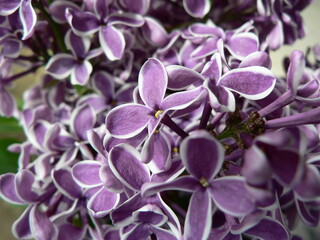 Beautiful blooming varietal selection two-tone lilac (Syringa vulgaris Sensation). Macro image of spring lilac violet flowers, abstract soft floral background for text on a greeting card. Top view.
