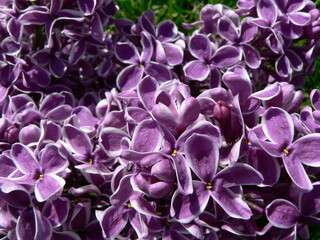 Beautiful blooming varietal selection two-tone lilac (Syringa vulgaris Sensation). Macro image of spring lilac violet flowers, abstract soft floral background for text on a greeting card. Top view.