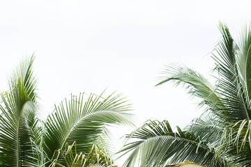 Fototapeta na wymiar palm leaves on the sky background