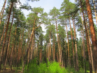 Pine forest in the Nizhny Novgorod region