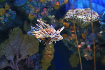Lionfish (Pterois volitans) swimming in aquarium tank against coral reefs background.