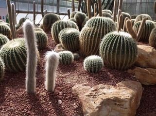 Groups of golden barrel cactus and silver torch cactus