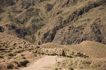 Sheep go along the mountain road. Kazakhstan