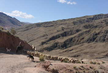 Fototapeta na wymiar Sheep go along the mountain road. Kazakhstan
